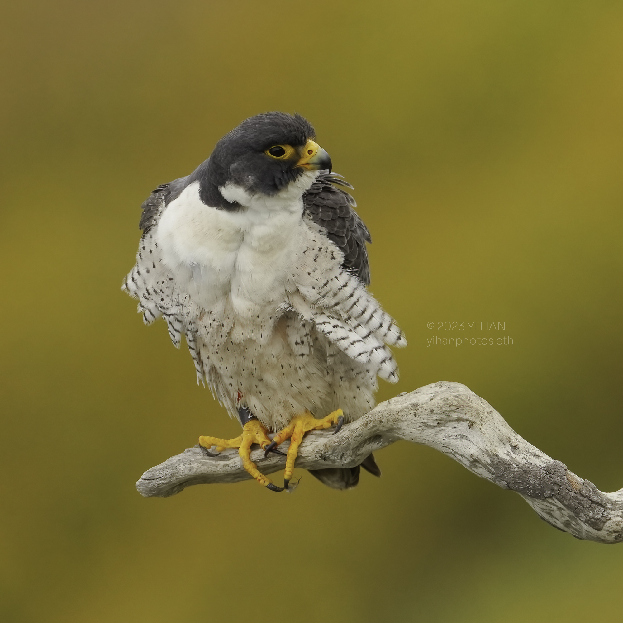 peregrine _falcon_3